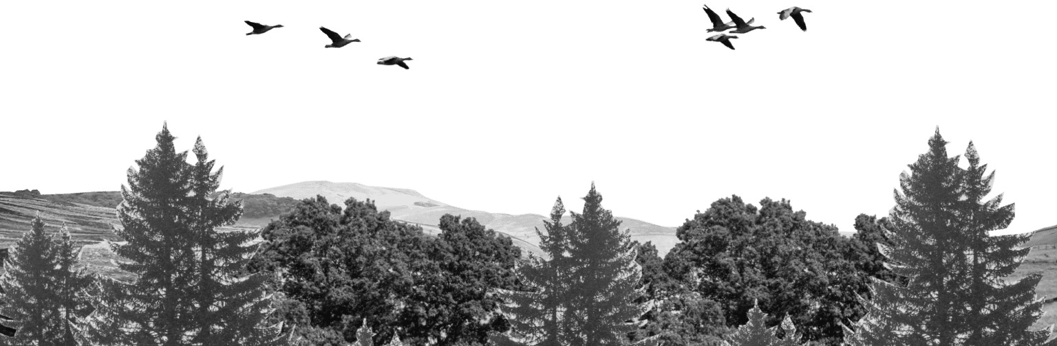 Waldlandschaft mit ziehenden Vögeln, Illustration im Footer von Bielefelder